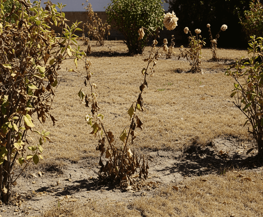 Jardines sin regar secos