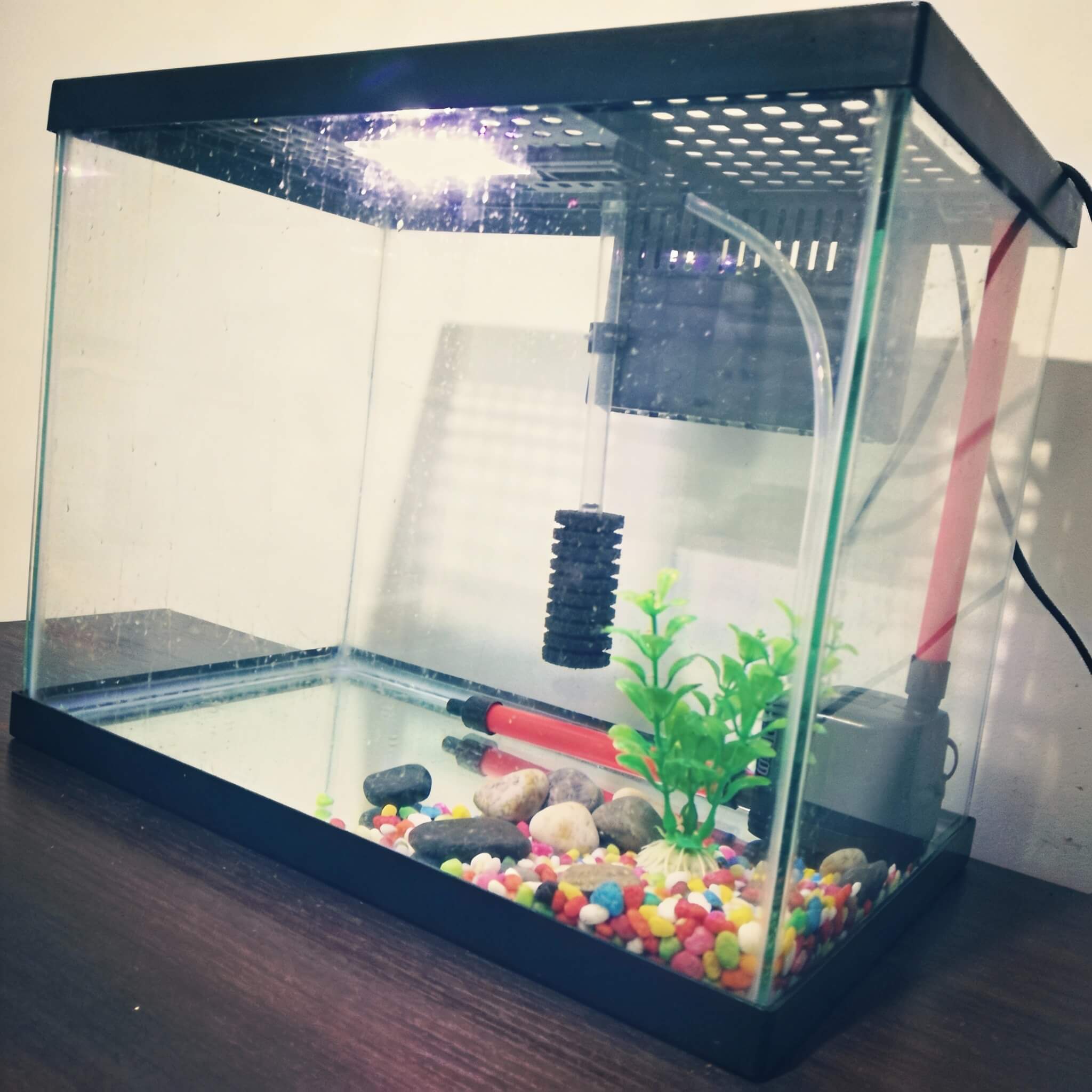 Regalamos pecera con accesorios