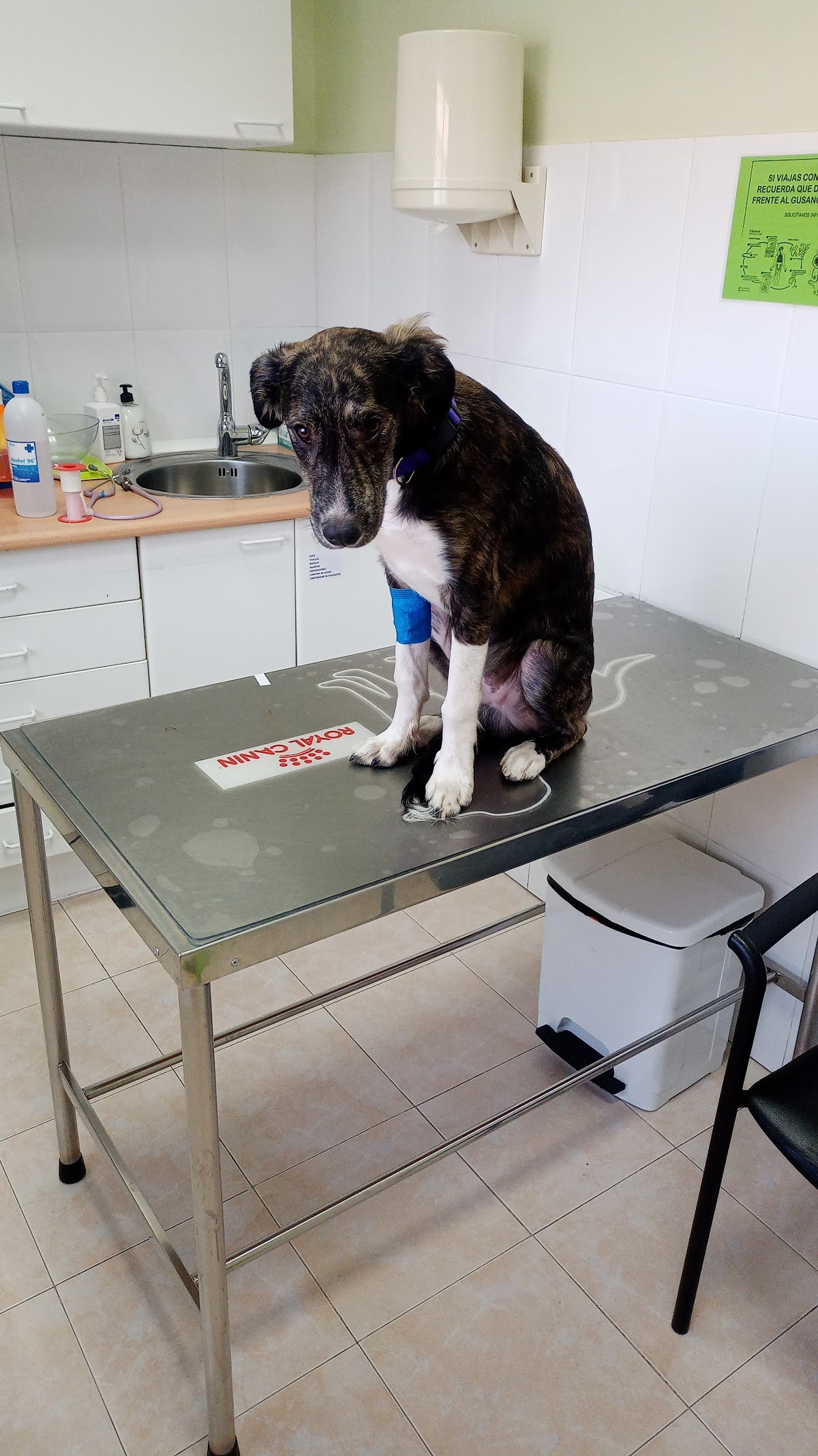 Centro Veterinario Colmillos y Zarpas S.L.