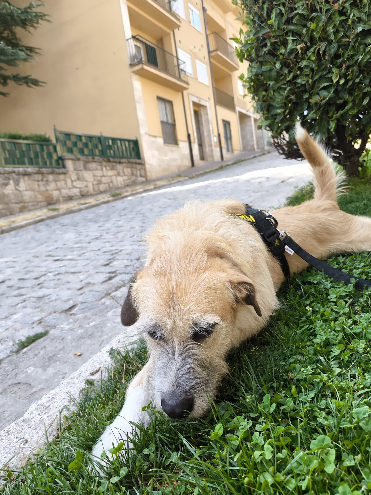 ShuKaMa / Cuidado de Mascotas, perros y gatos en El Espinar