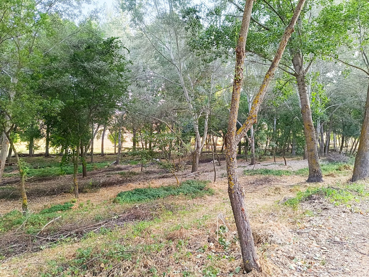 Fuente de los Caños